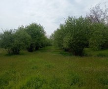 Satılır Torpaq Zaqatala ş.