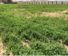 rayonlarda torpaq alqi satqisi Məhəmmədli, Abşeron r.