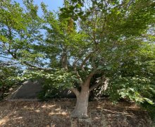 buzovnada torpaq satilir Buzovna, Xəzər r.