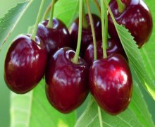 xacmazda torpaq alqi satqisi Xaçmaz ş.