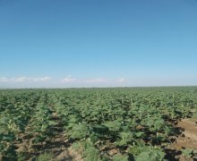 Продажа Участок Горанбой г.