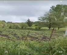 elanlari alqi satqisi elanlari Şamaxı ş.