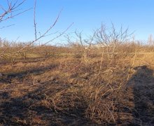 xacmazda torpaq alqi satqisi Xaçmaz ş.