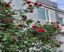 Satılır Həyət evi/villa Badamdar qəs., Səbail r. Satılır Həyət evi/villa Badamdar qəs., Səbail r.