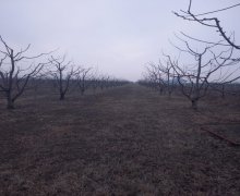 Satılır Torpaq Quba ş. Satılır Torpaq Quba ş.