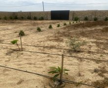 Satılır Torpaq Nardaran qəs., Sabunçu r.