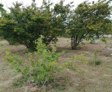 sumqayitda heyet evlerinin satisi/villa Sumqayıt ş.