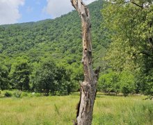 Satılır Torpaq Qəbələ ş.