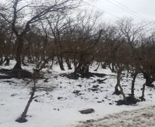 elanlari alqi satqisi elanlari Şabran ş.