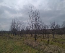 xacmazda torpaq alqi satqisi Xaçmaz ş.