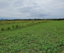 Satılır Torpaq Qəbələ ş.