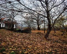 gunluk bag günlük evleri Zaqatala ş.