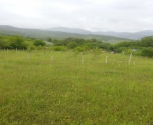 Satılır Torpaq İsmayıllı ş.