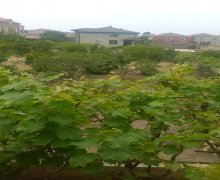 sarayda torpaq satilir Saray, Abşeron r.