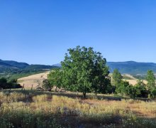 ismayillida torpaq alqi satqisi İsmayıllı ş.