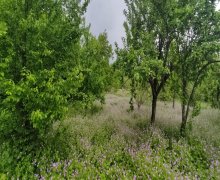 ismayillida torpaq alqi satqisi İsmayıllı ş.