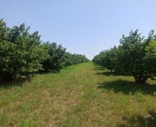 Satılır Torpaq Qusar ş.