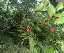 Satılır Torpaq Quba ş.