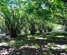 qebelede torpaq alqi satqisi Qəbələ ş.