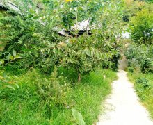 Kirayə (günlük) Həyət evi/villa Qusar ş.