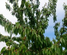 Satılır Torpaq Qəbələ ş.