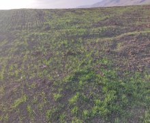 ismayillida torpaq alqi satqisi İsmayıllı ş.