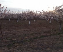 mastagada torpaq alqi satqisi Maştağa qəs., Sabunçu r.
