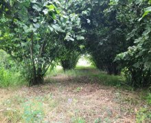 ismayillida torpaq alqi satqisi İsmayıllı ş.