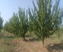 Satılır Torpaq Xaçmaz / Nabran ş.