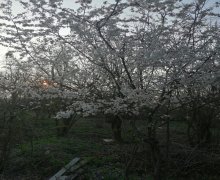 Satılır Həyət evi/villa Qəbələ ş.