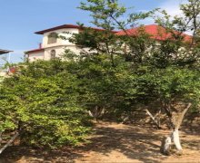 novxanida torpaq satilir Novxanı, Abşeron r.