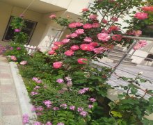 Satılır Həyət evi/villa Köhnə Günəşli qəs., Xətai r.