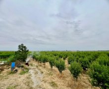 Satılır Obyekt Şabran ş.