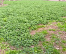 elanlari alqi satqisi elanlari Xətai r.