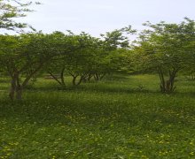 Satılır Həyət evi/villa Göyçay ş.