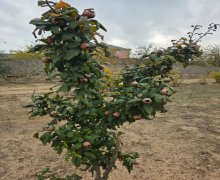 Satılır Torpaq Buzovna, Xəzər r.
