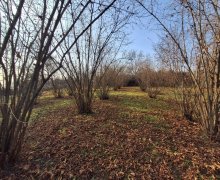 Satılır Torpaq Qəbələ ş.