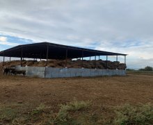 elanlari alqi satqisi elanlari Sabirabad ş.