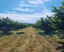 elanlari alqi satqisi elanlari Xaçmaz / Xudat ş.