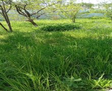 ismayillida günlük istirahet merkezleri/villa İsmayıllı ş.