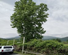 Satılır Torpaq Qəbələ ş.