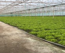 Satılır Obyekt Buzovna, Xəzər r.