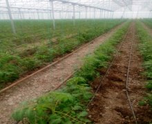 xacmazda torpaq alqi satqisi Xaçmaz ş.