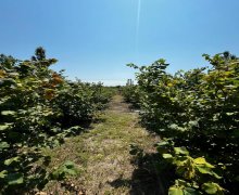 elanlari alqi satqisi elanlari Xaçmaz / Xudat ş.