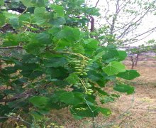 Satılır Torpaq Mərdəkan, Xəzər r.