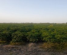 elanlari alqi satqisi elanlari Bərdə ş.