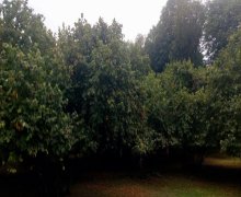 Satılır Torpaq Qəbələ ş.