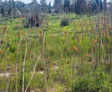 Продажа Участок м. Короглу м., пос. Билгях, Сабунчу р.