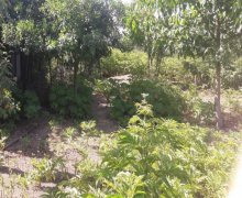 ismayillida torpaq alqi satqisi İsmayıllı ş.