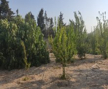 novxanida torpaq satilir Novxanı, Abşeron r.